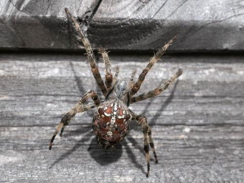 Araneus diadematus